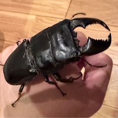 【ブランド血統】スマトラオオヒラタ幼虫　8匹or4匹の画像