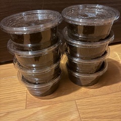 【ブランド血統】スマトラオオヒラタ幼虫　8匹or4匹の画像