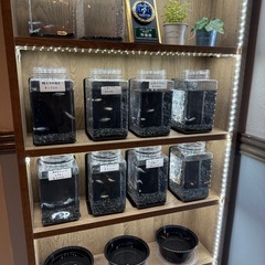 【メダカ】深海　5匹　1000円の画像
