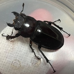 取引完了：ミヤマクワガタペア（♂58ミリ）の画像
