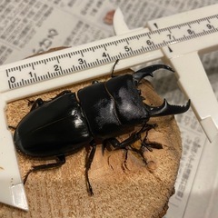 本土ヒラタクワガタ　ペア① 65mmの画像