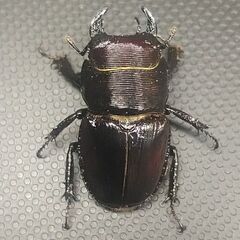 デンティクルスゲンシミヤマクワガタ ペアの画像