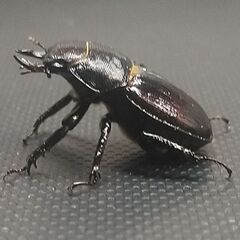 デンティクルスゲンシミヤマクワガタ ペアの画像