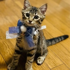 トライアル決定❤️洋猫系キジトラあおい君