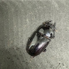 (お取引先が決定いたしました)国産オオクワガタ(産地不明)ペアの画像