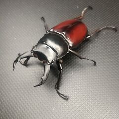 【♂48㎜単品】ドンキエルコクワガタ原名亜種(赤ドンキ)Dorcus donckieri donckieri◇7/13羽化の画像