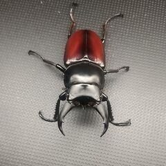 【♂48㎜単品】ドンキエルコクワガタ原名亜種(赤ドンキ)Dorcus donckieri donckieri◇7/13羽化の画像
