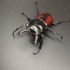 【♂48㎜単品】ドンキエルコクワガタ原名亜種(赤ドンキ)Dorcus donckieri donckieri◇7/13羽化の画像