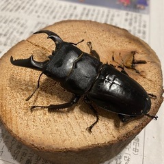 本土ヒラタクワガタ　ペア②の画像