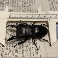 本土ヒラタクワガタ　ペア②の画像
