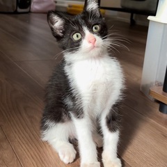 2ヶ月の可愛い男の子です！里親募集中🍒
