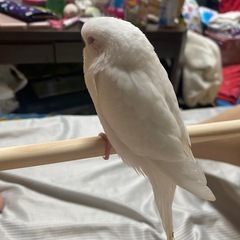 セキセイインコ アルビノ