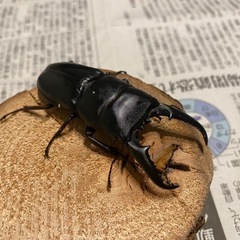 本土ヒラタクワガタ　ペア③の画像