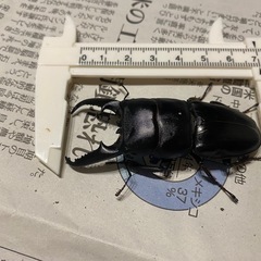 本土ヒラタクワガタ　ペア③の画像