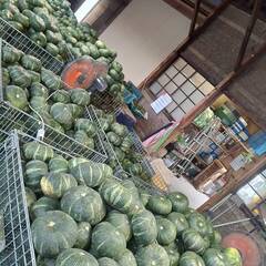 大人気！完熟栗かぼちゃ(5kg)▪️訳あり品 数量限定の画像