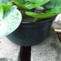 ジェックス睡蓮鉢、睡蓮セットの画像