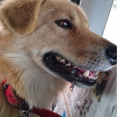 中型犬 女の子
