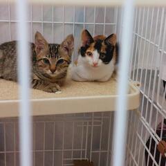 子猫　生後3ヶ月のキジトラくん♂️