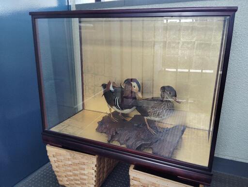 オシドリ剥製 【公式通販】