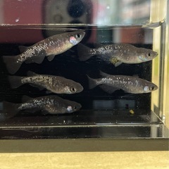 決まりました🔴ブラックダイヤ 幼魚～若魚10匹 オロチにラメが入っためだか 人気のめだか の画像