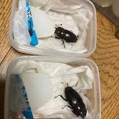 ノコギリクワガタ　野外採取　国産　4匹　♂2♀2 水牛含む　 山梨産　WD  の画像