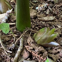 茗荷取り放題の画像