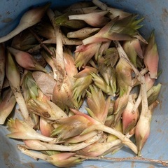 茗荷取り放題の画像