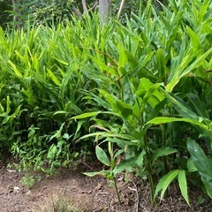 茗荷取り放題の画像