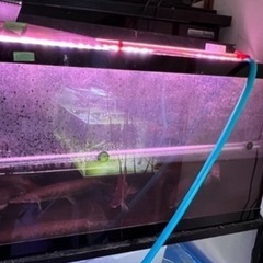 古代魚　熱帯魚　水槽の画像