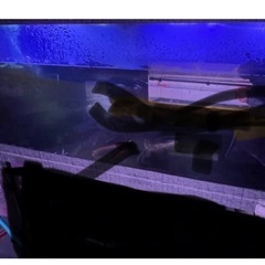 古代魚　熱帯魚　水槽の画像