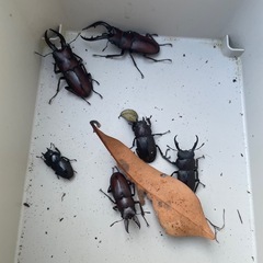 カブトムシ祭りセット🪲ノコギリクワガタの画像