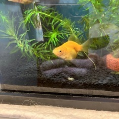 金魚(琉金)稚魚の画像