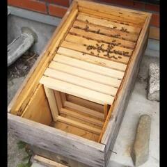 蜜蜂　蜜蜂　巣箱　蜂箱　オーダー承りますの画像