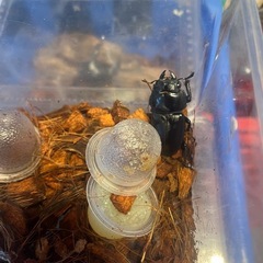 胆沢産オオクワガタ　ペアの画像