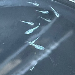 幹之メダカ鉄仮面フルボディ幼魚10匹の画像
