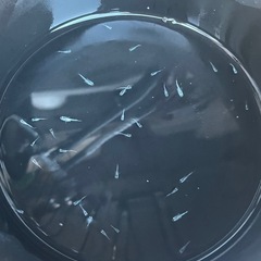 幹之メダカ鉄仮面フルボディ幼魚10匹の画像