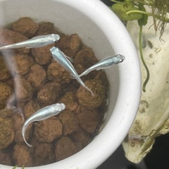 幹之メダカ鉄仮面フルボディ幼魚10匹の画像