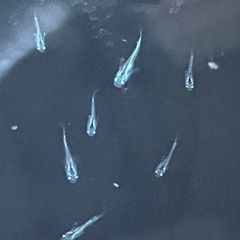 幹之メダカ鉄仮面フルボディ幼魚10匹の画像