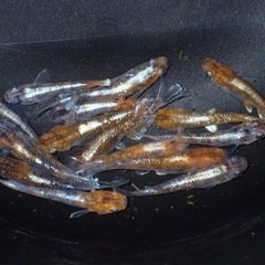 高級メダカ 針子以上〜稚魚 ランダム10匹+aの画像