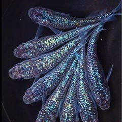 高級メダカ 針子以上〜稚魚 ランダム10匹+aの画像