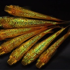 高級メダカ 針子以上〜稚魚 ランダム10匹+aの画像