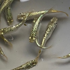 高級メダカ 針子以上〜稚魚 ランダム10匹+aの画像