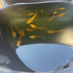 乙姫メダカの画像