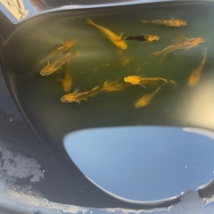 乙姫メダカの画像