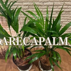 ❇️ 置くだけで癒しの空間に✨観葉植物【アレカヤシ】2点セット✨の画像