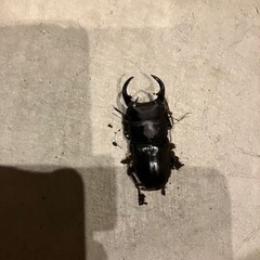 野外採集個体！オオクワガタの画像