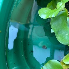 メダカ4の画像
