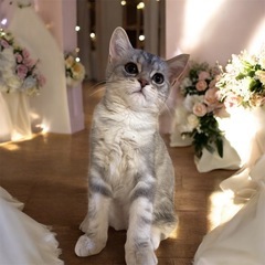 希少種⭐️フォールデックス⭐️12万円