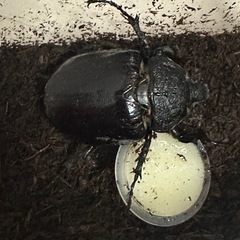 マルスゾウカブトペアの画像