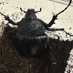 マルスゾウカブトペアの画像